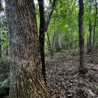 40 Acres in Choctaw County MS images 2
