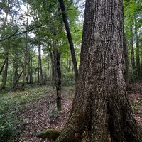 40 Acres in Choctaw County MS images 3
