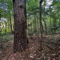 40 Acres in Choctaw County MS images 4