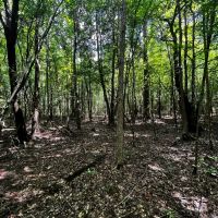 40 Acres in Choctaw County MS images 5