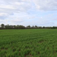 LA - Caldwell 38.5 acres - images 2