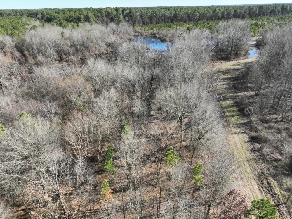 Pine Plantation Duck Hunting Land for sale featured image