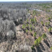 Pine Plantation Duck Hunting Land for sale images 4