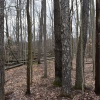 Troyer s Treasure images 1