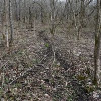 Troyer s Treasure images 2