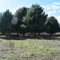 Troyer s Treasure images 5