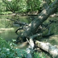 15 - Acre Building Site with Tree Covered Rec Land images 3