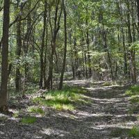 306 - Acre Texas Hunting Timber Tract images 4