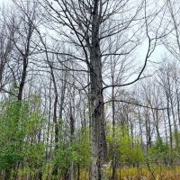 145 acres Hunting Land with Cabin Stockholm NY images 5