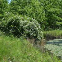 672.7 Acres - Gray Squirrel Ranch Oklahoma Hunting Land