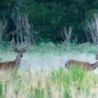 3627 acres The Craft Ranch 2400 under High Fence Duncan OK Stephens Co images 2