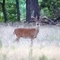 3627 acres The Craft Ranch 2400 under High Fence Duncan OK Stephens Co images 3