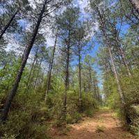 Jackson Parish Timber Tract 10