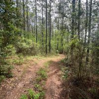 Jackson Parish Timber Tract 10 images 4