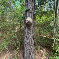 Jackson Parish Timber Tract 10 images 5