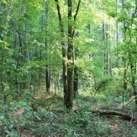 Howell Mountain images 4