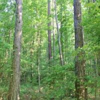 Howell Mountain images 5