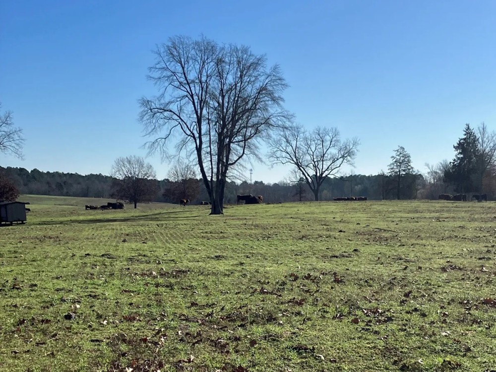 140 Acres Winona Cattle Ranch Winona TX Smith County featured image