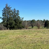 140 Acres Winona Cattle Ranch Winona TX Smith County images 2