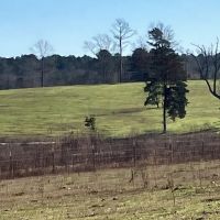 140 Acres Winona Cattle Ranch Winona TX Smith County images 3