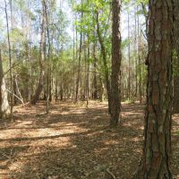 Moran s Prairie Hunting Recreation Tract images 3