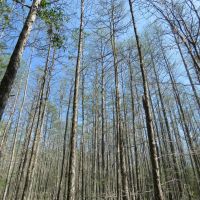 Moran s Prairie Hunting Recreation Tract images 4