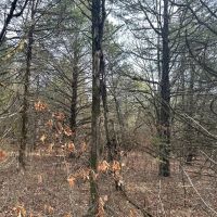 160 acre Hunting Recreation Timber Land images 4