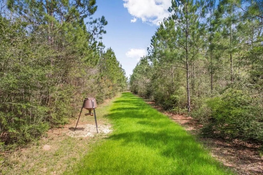 48 Acre Hunting Tract in Pike County featured image
