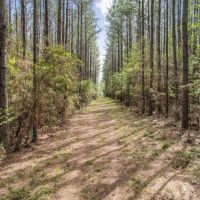 48 Acre Hunting Tract in Pike County images 2