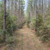 48 Acre Hunting Tract in Pike County images 3