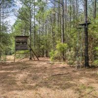 48 Acre Hunting Tract in Pike County images 4
