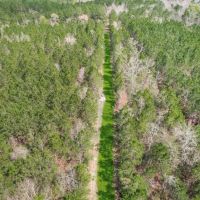 48 Acre Hunting Tract in Pike County images 5