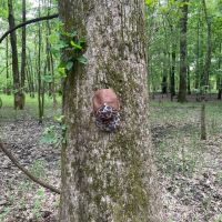 90.2 Acres in Quitman County MS images 2