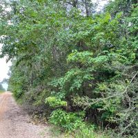 Seller Financing 16 Acres Old Arco Road A-13 Silsbee Stake images 4