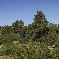 Aspen Lot 1 images 2