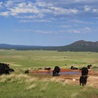 Red Hills Pasture images 2