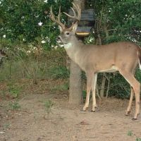 113 Acres in Milam County images 3