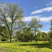 Shady Grove 90 Acres images 5