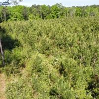 Jackson Parish Timber Tract 2 images 3