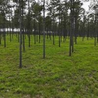 404 Acre High Fence Hunting Property w Home LaSalle Parish images 4