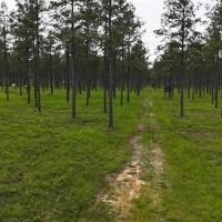 404 Acre High Fence Hunting Property w Home LaSalle Parish images 5