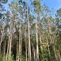 38 - Wooded Acres images 4