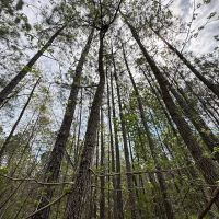 167 acres of Farm Land for Sale in Sussex County VA images 4