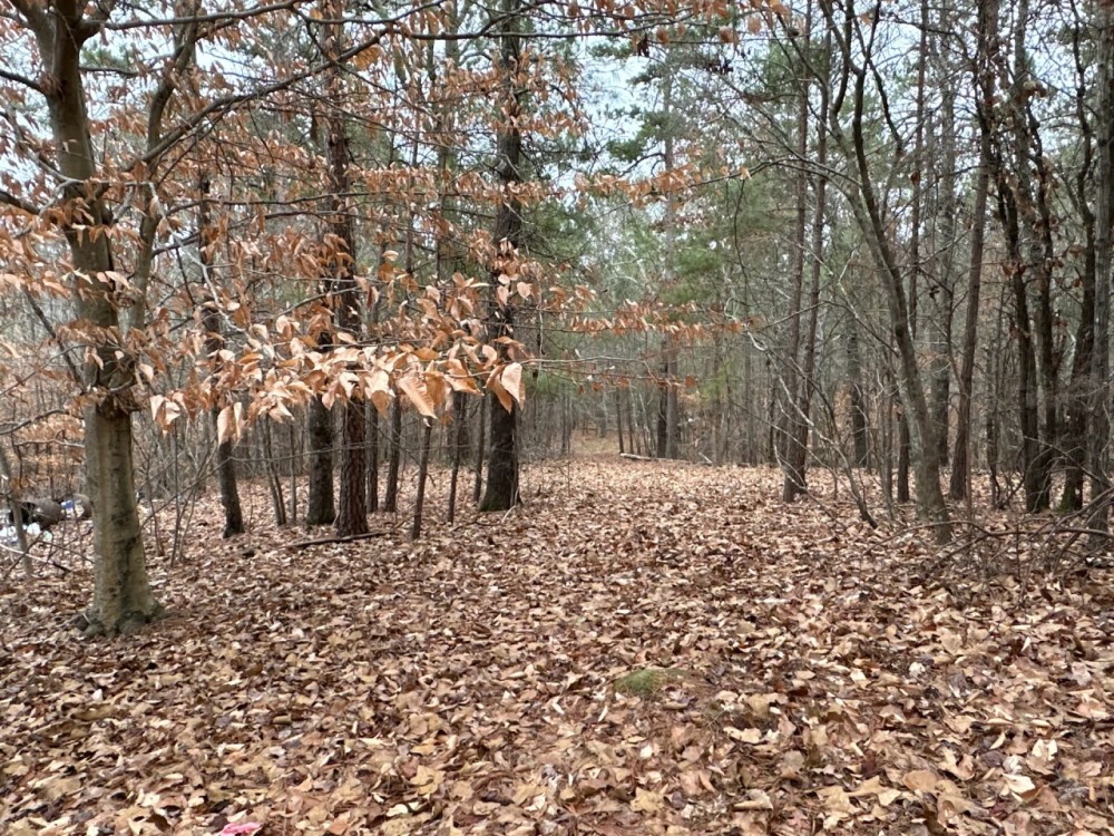 2.84 Wooded Private Acres featured image