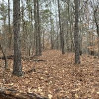 2.84 Wooded Private Acres images 4