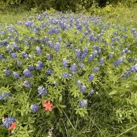 Double R Nuevo Ranch images 4