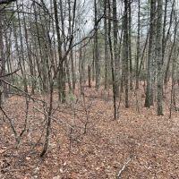 15 Acres with Mountain Views on Whitmire Church Road images 4