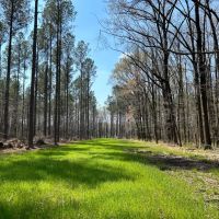 463 Acres in Calhoun County MS images 5
