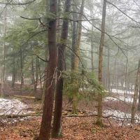 87 acres Hunting Land with Camp Site and Creek in Genesee Falls NY Wiscoy Road images 5