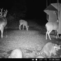 Woodson County Whitetail Mecca